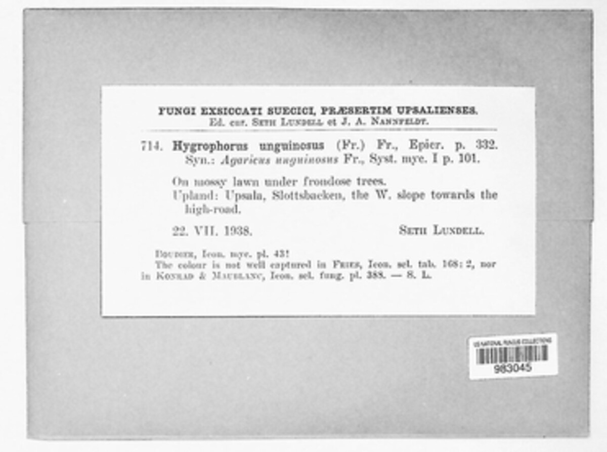 Gliophorus image